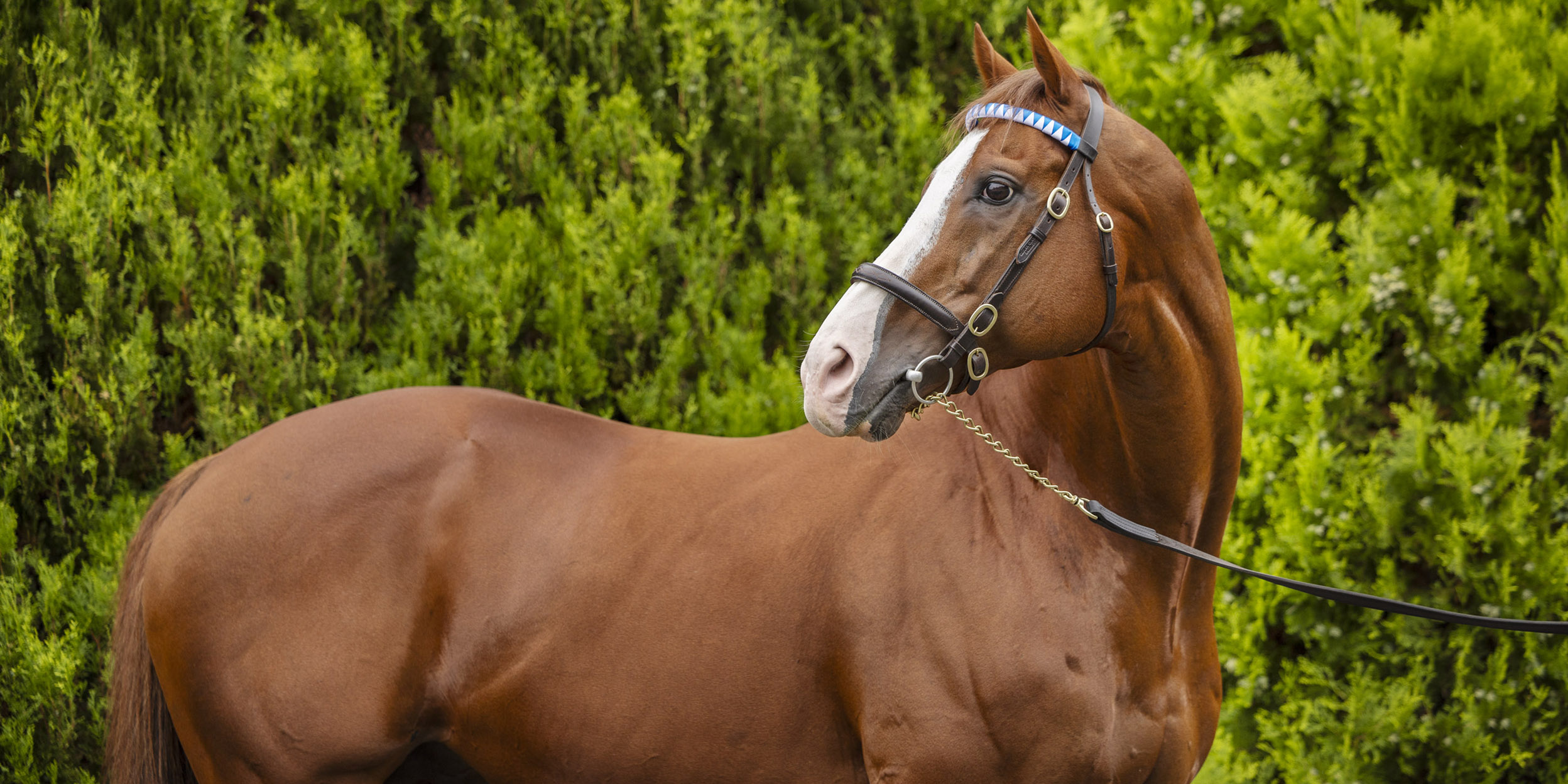 Will Take Charge | Japan